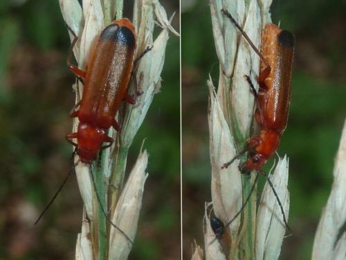Réf. 189 359 : Rhagonycha fulva
